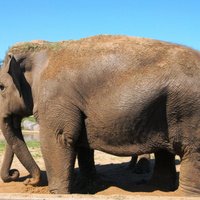В Индии застрелили агрессивного слона, убившего 15 человек