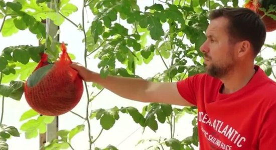 Video: Arbūzu audzēšana – nemitīgs eksperiments