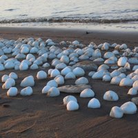 ФОТО: Отдыхающих поразило необычное природное явление на берегу Булльупе