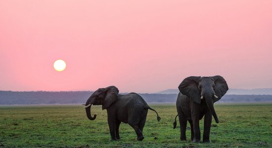 Inteliģentie milži ziloņi atkal pārsteiguši pētniekus