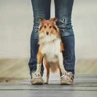 Kāpēc suns cenšas iespraukties starp saimnieka kājām