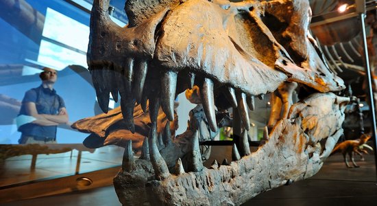 40 gadus 'slēpās' muzejā. Zinātnieki uzgājuši iespējamo dinozauru karaļa senci