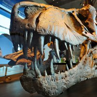 Tiranozaura zobs pārdots izsolē par rekordcenu – 29 tūkstošiem latu