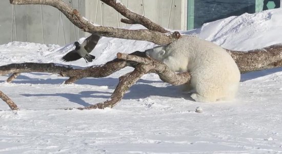 Tallinas zoodārzā baltais lācis dzenā apnicīgu vārnu