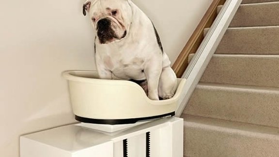 stair_lift_dogs_2