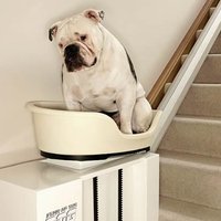 В Англии придумали корзину-лифт для разжиревших собак