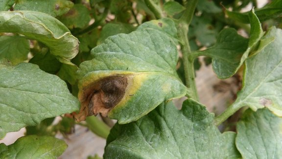 Kartupeļu lapu sausplankumainība,  Alternaria solani, kartupeļi, kartupeļu slimības