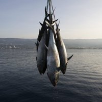 Радиоактивный тунец из Японии выловлен в США