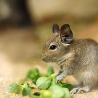 Degu - vāvere, trusis vai kāmis?