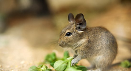 Degu - vāvere, trusis vai kāmis?