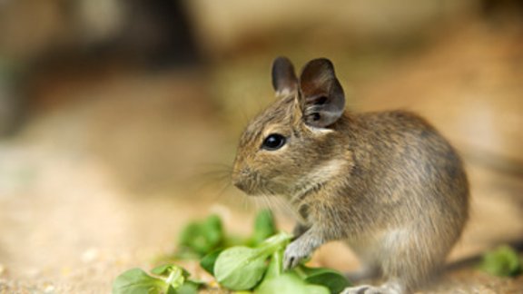 Degu, <i>Octodon degus</i>. Foto: Shutterstock