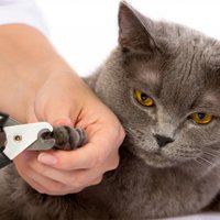 Как правильно заботиться о гигиене кошки?