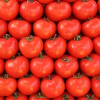 'Getliņi EKO' pirmo tomātu ražu plāno novākt decembra sākumā