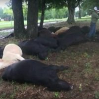 Teksasas štatā zibens spēriens nogalina 19 govis