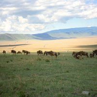 Botsvanā dabas daudzveidības saglabāšanai aizliegs komerciālās savvaļas medības