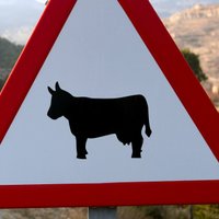 Опасная эпидемия закрыла границу для скота из Латвии
