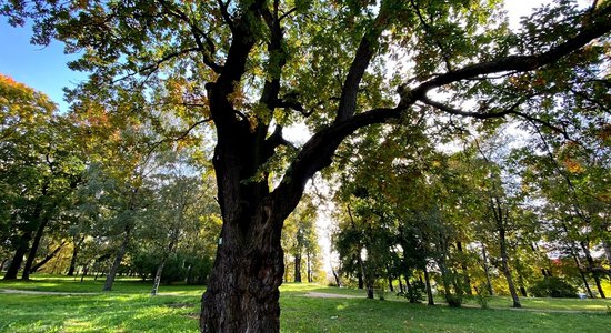 Rīgā atjaunots Ozolaines parks; iedzīvotājus aicina piedalīties narcišu stādīšanas talkā