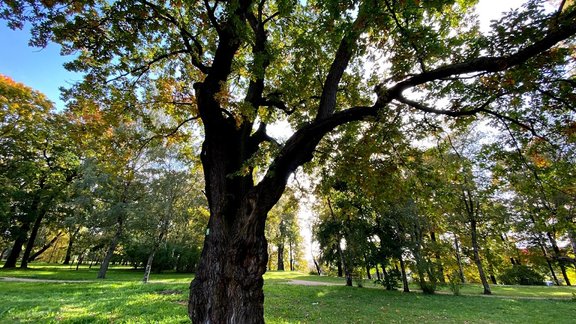 Ozolaines parks, Ozolaines ozols Foto: SIA "Rīgas Meži"