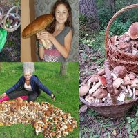 ФОТОПОДБОРКА-2: Люди со всей Латвии делятся грибными находками и местами