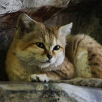 Smilšu kaķis – tuksnešu valdnieks ar mīkstām, maigām ķepiņām