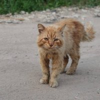 Kaķis personība: Runcis Puncis Mazulis Kazulis Rudvienība Mikelandželo III