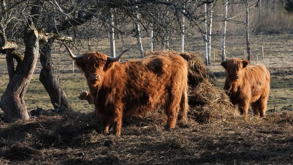 Hallandes šķirnes liellopi, pavasaris, aprīlis