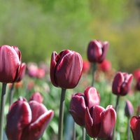 ФОТО. Море тюльпанов в Национальном ботаническом саду в Саласпилсе