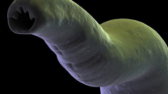 zarnu parazīts cērme intestinal worms