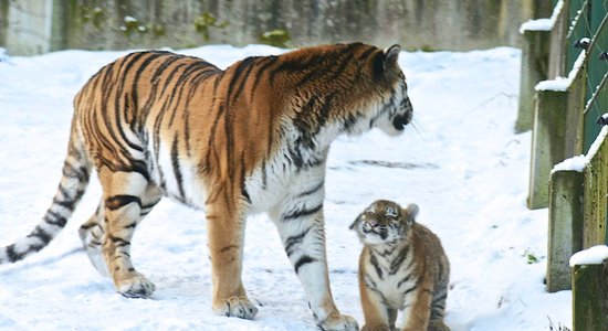 Atkal izsludina konkursu uz Rīgas zooloģiskā dārza valdes locekļa amatu