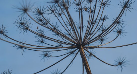 'Dabas koncertzāle' notiks individuālās pastaigās un tiešsaistē; tēma – invazīvās sugas