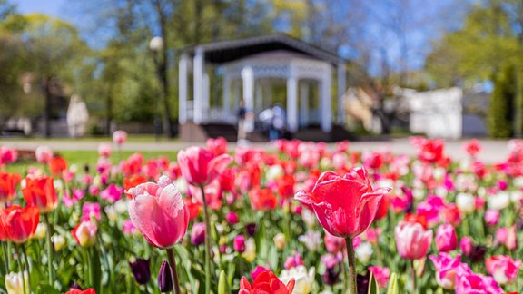 Tulpes, Jūrmala