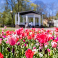 ФОТО: В парках и скверах Юрмалы зацвели более 30 тысяч тюльпанов и 15 тысяч фиалок