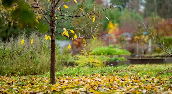 Ko iesākt ar augļu koku lapām, lai nepieļautu slimību un kaitēkļu pārziemošanu