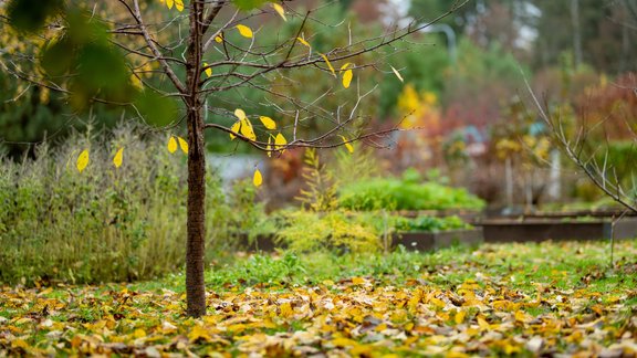 augļu koks, lapas, rudens