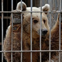 Брошенные лев и медведь спасены из зоопарка Мосула в Ираке
