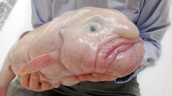 Blobfish