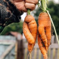 Svarīgākie dārza darbi septembrī, kurus nenokavēt 