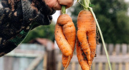 Svarīgākie dārza darbi septembrī, kurus nenokavēt 