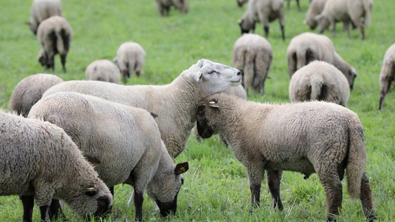 Sestdien nokrišņi pierims, gaiss iesils līdz +24 grādiem