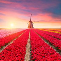 Bezgalīgie tulpju lauki un krāšņais Kaukenhofa dārzs – ziedu svētki Nīderlandē
