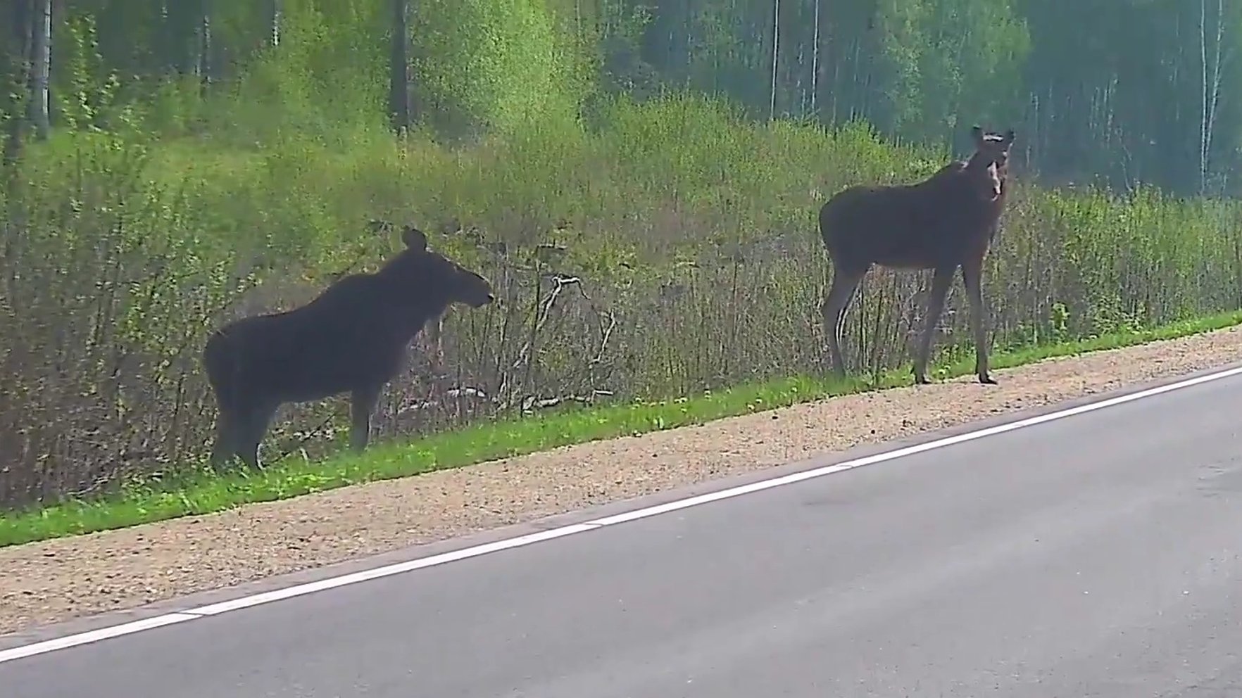 Video: Policists iemūžina apzinīgus satiksmes dalībniekus – aļņus