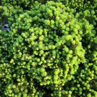 Video: Dekoratīvi skuju koki Kalsnavas arborētumā, ko var izaudzēt arī pašu dārzā