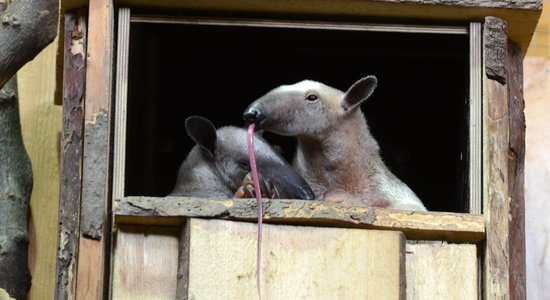 Rīgas Zooloģiskajā dārzā darbosies radošā darbnīca 'Dzīvnieku īpašās spējas'