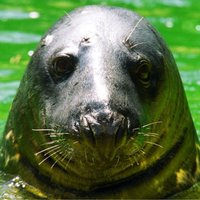 Rīgas zoodārzā sveiks vienu no ilggadīgākajiem iemītniekiem – roni Puiku