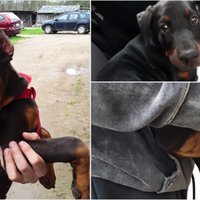 Foto: PVD nosūtījis policijai materiālus par suņu ausu un astu apgriešanu