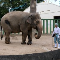 Ziloņdāma Zuze Japānā ir pie labas veselības un zoodārza apmeklētāju mīlule