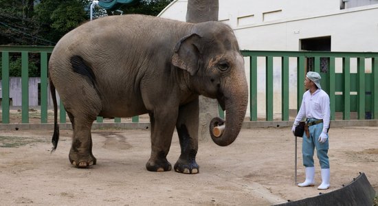 Ziloņdāma Zuze Japānā ir pie labas veselības un zoodārza apmeklētāju mīlule