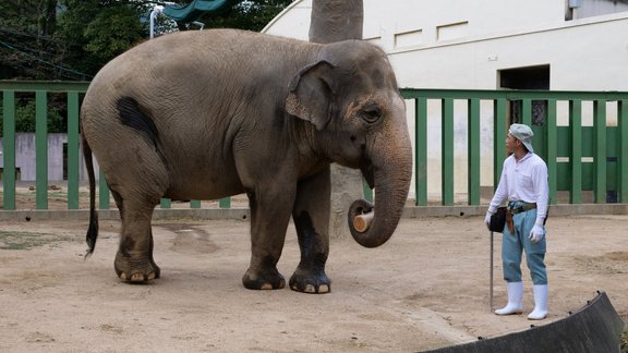 Ziloņdāma Zuze Japānā ir pie labas veselības un zoodārza apmeklētāju mīlule