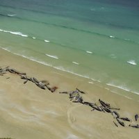 Jaunzēlandes krastā nedēļas laikā bojā gājušas vairāk nekā 200 grindas