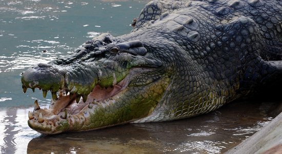 Krokodils gandrīz sakož uzmācīgu fotogrāfu